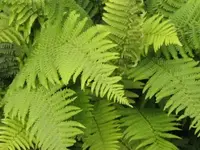 Bild 1733.webp