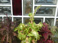 CIMG7905.webp