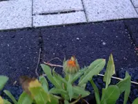 005.webp