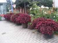 Buntnesselparade22.webp