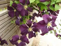 281.webp