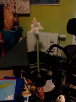 amaryllis.webp
