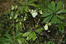 DSC00654.webp