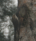 DSC00645-crop.webp