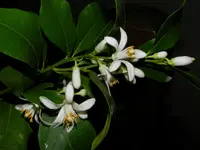Zitronenblüte_0002.webp