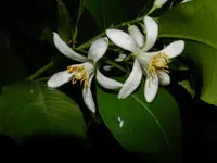 Zitronenblüte_0003.webp
