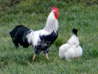 Die Hühner_0014.webp
