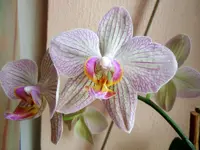 Meine Orchideen_0003.webp