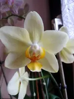 Meine Orchideen_0005.webp