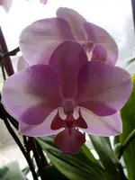 Meine Orchideen_0016.webp