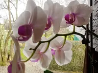 Meine Orchideen_0007.webp