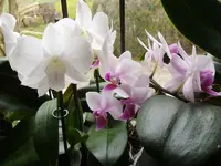 Meine Orchideen_0010.webp