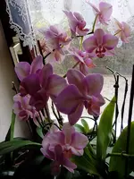 Meine Orchideen_0025.webp