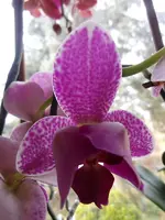 Meine Orchideen_0032.webp