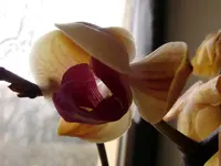 Meine Orchideen_0018.webp