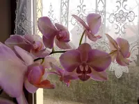 Meine Orchideen_0023.webp