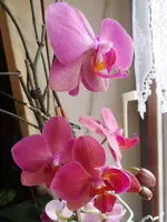 Meine Orchideen_0060.webp