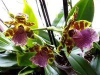 Meine Orchideen_0026.webp