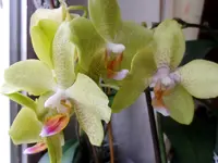 Meine Orchideen_0034.webp