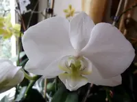 Meine Orchideen_0043.webp