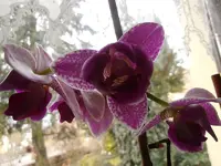 Meine Orchideen_0051.webp