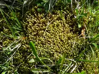 Moos40.webp