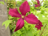 Bild 1684.webp