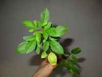 pepino.webp