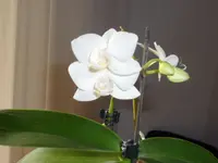 SAM_2727.webp