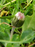 Gänseblümchen_0004.webp