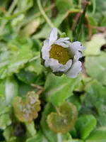 Gänseblümchen_0006.webp