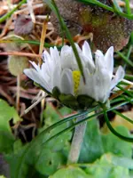 Gänseblümchen_0011.webp