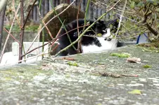 2014_0108winter0018 katze.webp