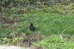 2014_0108winter0019 amsel.JPG