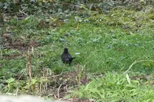 2014_0108winter0019 amsel.webp