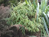 SAM_2730.webp