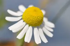 Blüten.webp