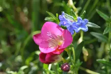 Blüten2.webp