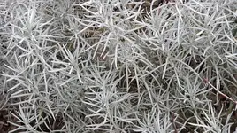 009.webp