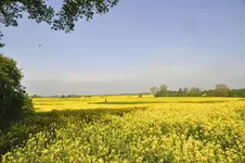 Raps1.webp