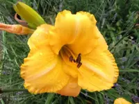 045.webp