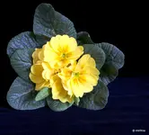IMG_1857.webp