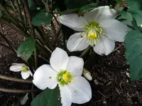 Christrose_0001.webp