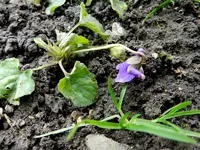Veilchen_0002.webp