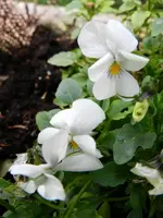 Stiefmütterchen_0003.webp