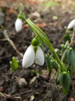 Schneeglöckchen_0004.webp