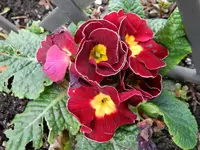 Primel_0007.webp