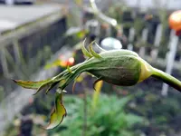 Rosen_0011.webp