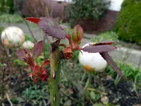 Rosen_0012.webp