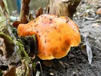 Pilze_0014.webp